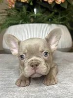 Celine, a female French Bulldog for sale in West Palm Beach, FL – Photo 4 of 10