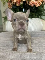 Celine, a female French Bulldog for sale in West Palm Beach, FL – Photo 6 of 10