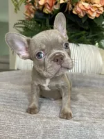 Celine, a female French Bulldog for sale in West Palm Beach, FL – Photo 5 of 10