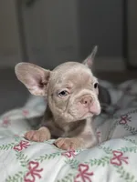 Celine, a female French Bulldog for sale in West Palm Beach, FL – Photo 1 of 10