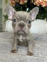 Celine, a female French Bulldog for sale in West Palm Beach, FL – Photo 8 of 10