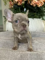 Celine, a female French Bulldog for sale in West Palm Beach, FL – Photo 9 of 10