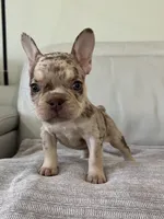 Shelly, a female French Bulldog for sale in West Palm Beach, FL – 5 of 8