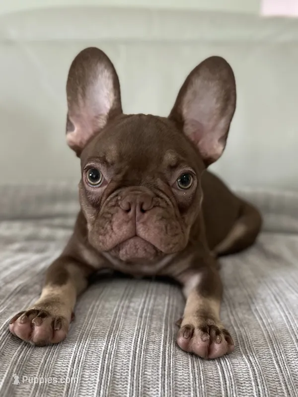 Hank – French Bulldog puppy for sale in West Palm Beach, FL