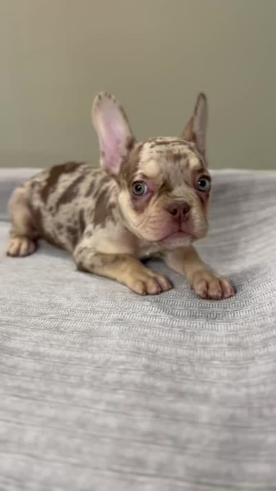 Shelly, a female French Bulldog for sale in West Palm Beach, FL – 10 of 10