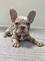 Misty, a female French Bulldog for sale in West Palm Beach, FL – 6 of 7