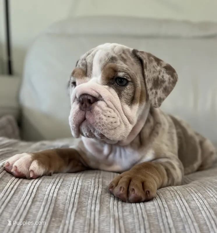 Winnie – English Bulldog puppy for sale in West Palm Beach, FL