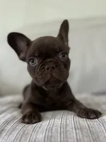 Bear , a male French Bulldog for sale in West Palm Beach, FL – 3 of 9