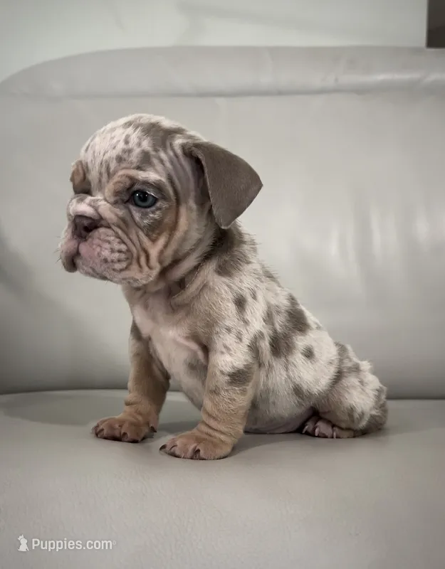 Mabel  – English Bulldog puppy for sale in West Palm Beach, FL