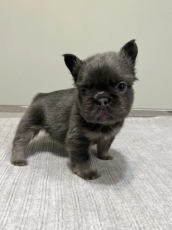 Nova Fluffy – French Bulldog puppy for sale in West Palm Beach, FL
