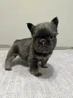 Nova Fluffy, a female French Bulldog for sale in West Palm Beach, FL – 1 of 9