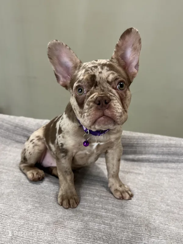 Milano – French Bulldog puppy for sale in West Palm Beach, FL