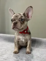 Shelly, a female French Bulldog for sale in West Palm Beach, FL – 6 of 10