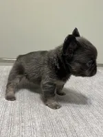 Nova Fluffy, a female French Bulldog for sale in West Palm Beach, FL – 6 of 9