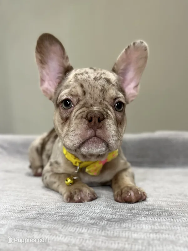 Emma – French Bulldog puppy for sale in West Palm Beach, FL