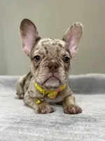 Emma, a female French Bulldog for sale in West Palm Beach, FL – 1 of 8