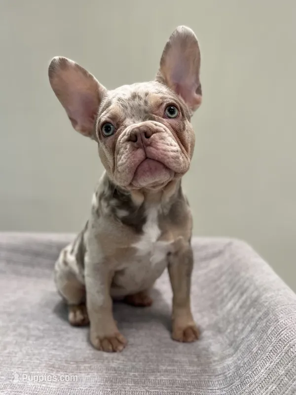 Misty – French Bulldog puppy for sale in West Palm Beach, FL