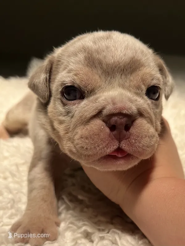 Buster – English Bulldog puppy for sale in West Palm Beach, FL