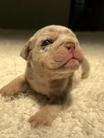 Buster, a male English Bulldog for sale in West Palm Beach, FL – 4 of 7