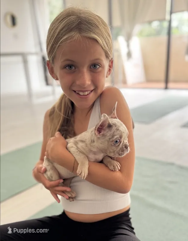Gema – French Bulldog puppy for sale in West Palm Beach, FL