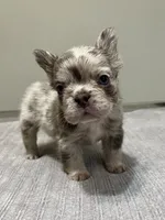 Frankie Fluffy, a male French Bulldog for sale in West Palm Beach, FL – 5 of 9