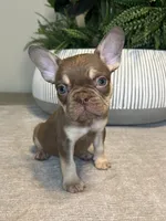 Tucker, a male French Bulldog for sale in West Palm Beach, FL – Photo 5 of 7