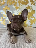 Tucker, a male French Bulldog for sale in West Palm Beach, FL – Photo 8 of 9