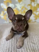 Tucker, a male French Bulldog for sale in West Palm Beach, FL – Photo 6 of 9