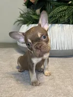 Tucker, a male French Bulldog for sale in West Palm Beach, FL – Photo 6 of 7