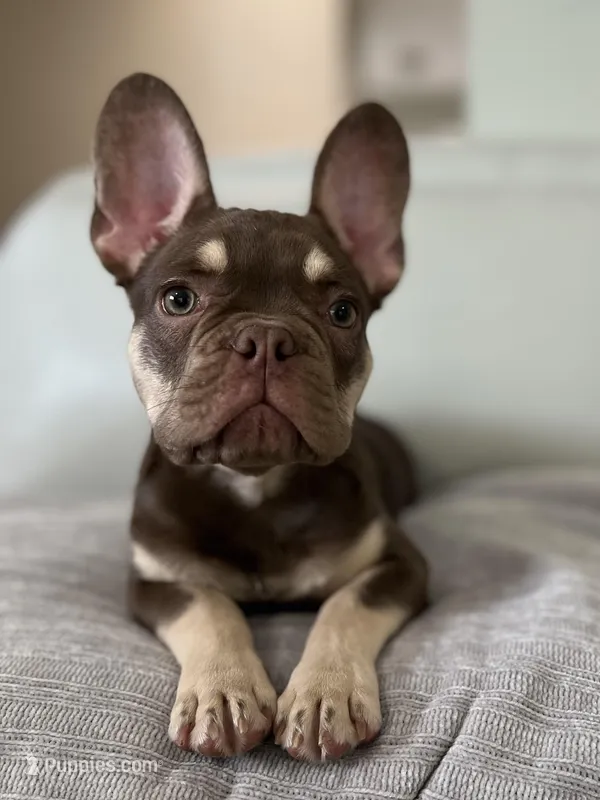 Tucker – French Bulldog puppy for sale in West Palm Beach, FL