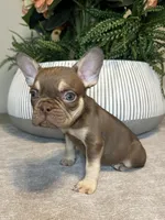 Tucker, a male French Bulldog for sale in West Palm Beach, FL – Photo 4 of 7