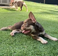 Tucker, a male French Bulldog for sale in West Palm Beach, FL – Photo 9 of 9