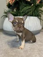 Tucker, a male French Bulldog for sale in West Palm Beach, FL – Photo 1 of 7