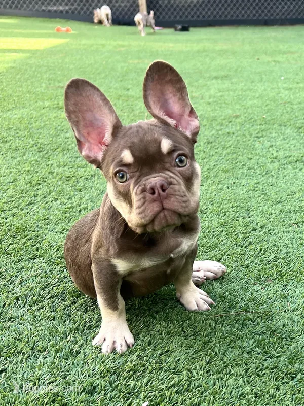 Tucker – French Bulldog puppy for sale in West Palm Beach, FL