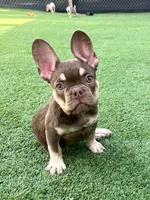 Tucker, a male French Bulldog for sale in West Palm Beach, FL – Photo 1 of 9