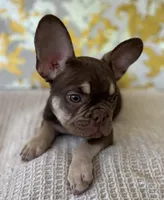 Tucker, a male French Bulldog for sale in West Palm Beach, FL – Photo 5 of 9