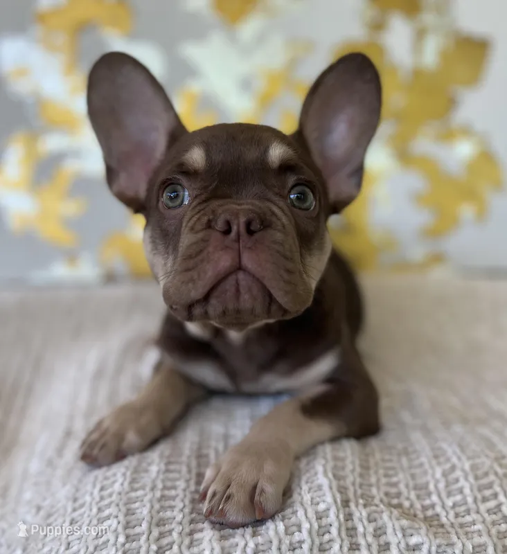 Tucker – French Bulldog puppy for sale in West Palm Beach, FL