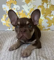 Tucker, a male French Bulldog for sale in West Palm Beach, FL – Photo 4 of 9