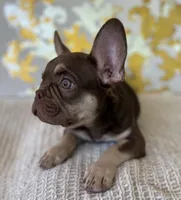 Tucker, a male French Bulldog for sale in West Palm Beach, FL – Photo 3 of 9