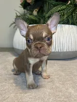 Tucker, a male French Bulldog for sale in West Palm Beach, FL – Photo 2 of 7
