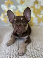 Tucker, a male French Bulldog for sale in West Palm Beach, FL – Photo 7 of 9