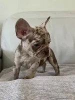 Milano, a female French Bulldog for sale in West Palm Beach, FL – 3 of 9