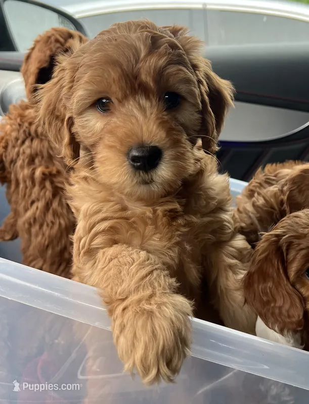 Whiskey – Miniature Goldendoodle puppy for sale in West Palm Beach, FL