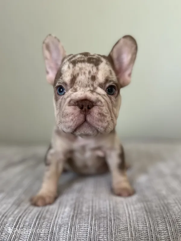 Archie – French Bulldog puppy for sale in West Palm Beach, FL