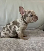 Misty, a female French Bulldog for sale in West Palm Beach, FL – 1 of 6