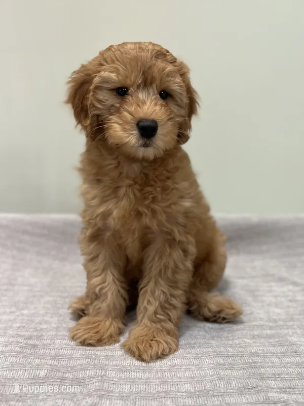 Whiskey – Miniature Goldendoodle puppy for sale in West Palm Beach, FL