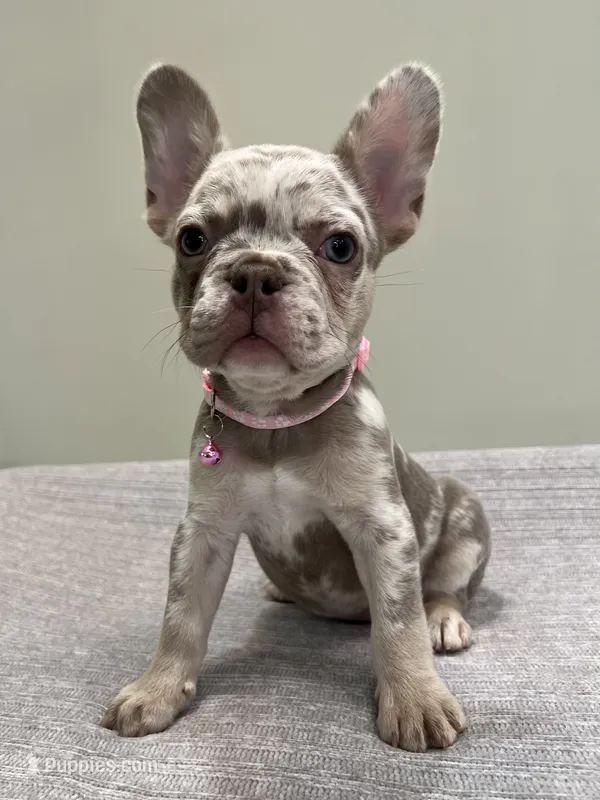 Gracie – French Bulldog puppy for sale in West Palm Beach, FL
