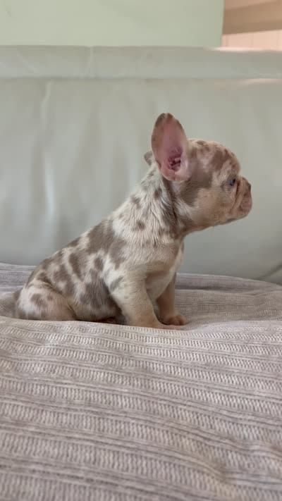 Misty, a female French Bulldog for sale in West Palm Beach, FL – 6 of 6