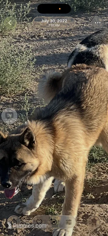 Boris – Akita puppy for sale in Strasburg, CO