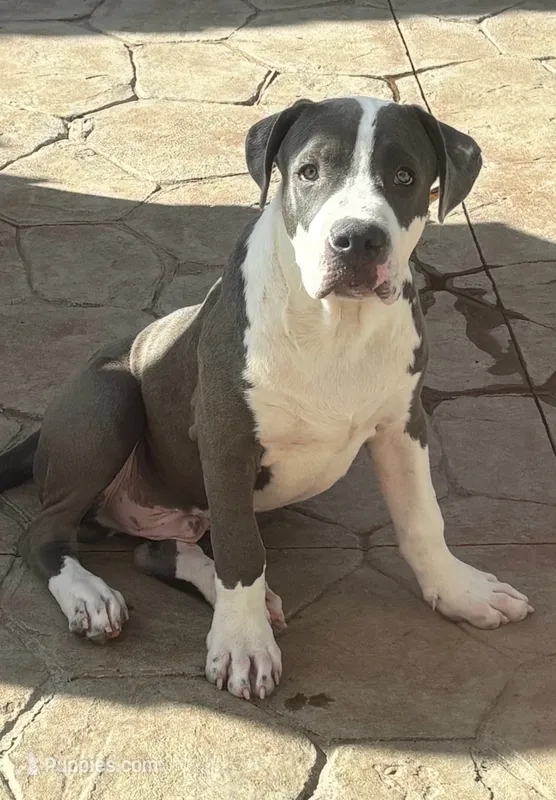 Boomer – American Pit Bull Terrier puppy for sale in Strasburg, CO